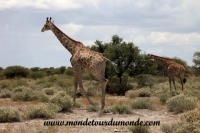Etosha (40).JPG