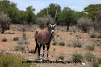 Etosha (41).JPG