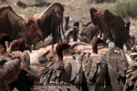 Etosha (49).JPG