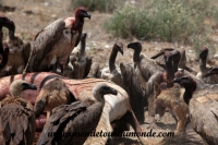 Etosha (60).JPG