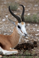 Etosha (71).JPG