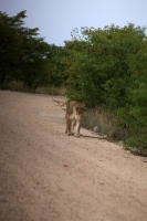 Etosha (73).JPG