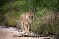 Etosha (74).JPG