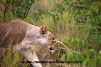 Etosha (75).JPG