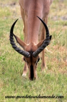 Etosha (186).JPG