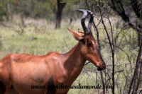 Etosha (202).JPG