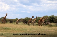 Etosha (205).JPG