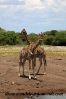 Etosha (225).JPG