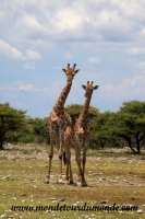 Etosha (238).JPG