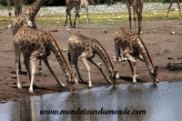 Etosha (240).JPG
