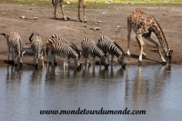 Etosha (261).JPG