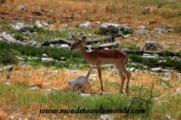 Etosha (271).JPG