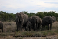 Etosha (274).JPG