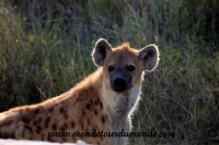 Etosha (322).JPG