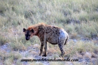 Etosha (324).JPG