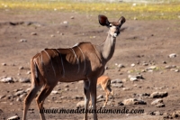 Etosha (326).JPG