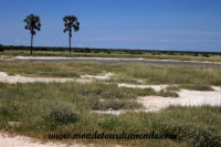 Etosha (331).JPG