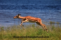 Chobe (101).JPG