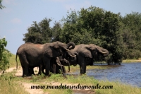 Chobe (111).JPG