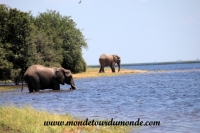 Chobe (119).JPG