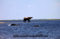 Chobe (142).JPG