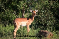 Chobe (16).JPG