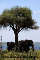 Chobe (168).JPG