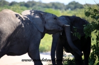 Chobe (193).JPG