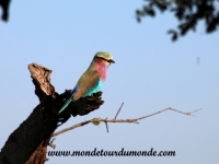 Chobe (2).JPG