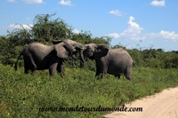 Chobe (203).JPG