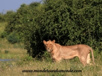 Chobe (30).JPG