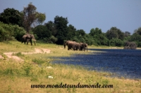 Chobe (33).JPG