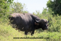 Chobe (35).JPG