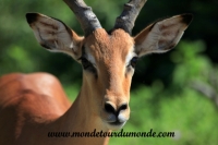 Chobe (36).JPG