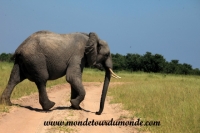Chobe (66).JPG