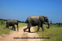 Chobe (73).JPG