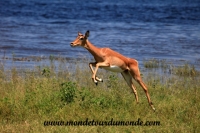 Chobe (99).JPG