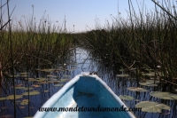 Okavango (76).JPG