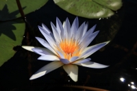Okavango (80).JPG