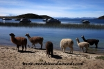 Lac Titicaca (10).JPG