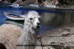 Lac Titicaca (13).JPG