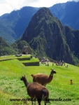 Machu Picchu (97).JPG